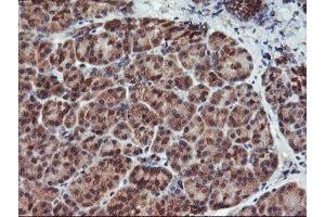 Image no. 3 for anti-Haloacid Dehalogenase-Like Hydrolase Domain Containing 1 (HDHD1) antibody (ABIN1498625) (HDHD1 Antikörper)