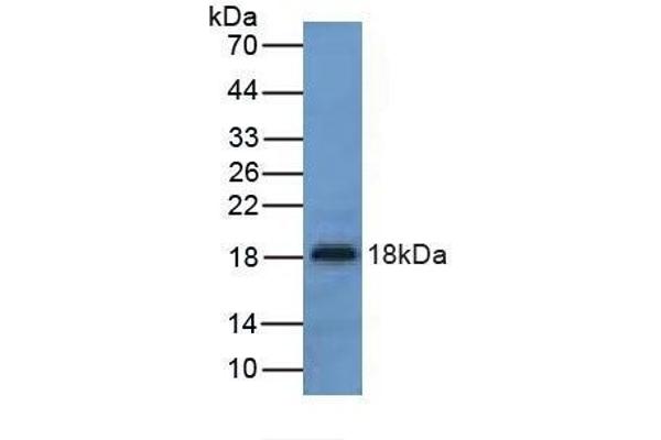 UCN3 anticorps  (AA 24-149)