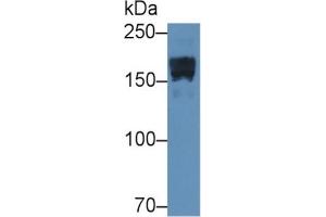 Rabbit Capture antibody from the kit in WB with Positive Control: Sample Rat Serum.