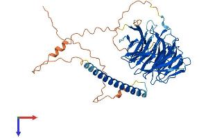 WDR37 Protein (AA 1-494) (His tag)