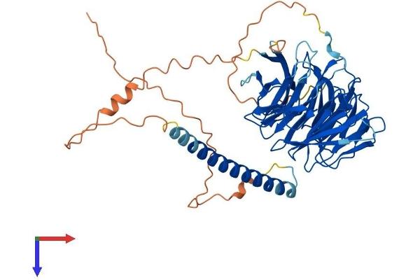 WDR37 Protein (AA 1-494) (His tag)