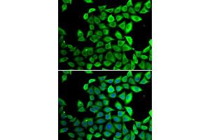 Immunofluorescence analysis of U2OS cells using PPID antibody (ABIN5974177). (PPID Antikörper)