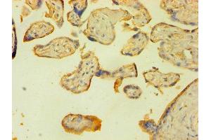 Immunohistochemistry of paraffin-embedded human placenta tissue using ABIN7150189 at dilution of 1:100 (LIG1 Antikörper  (AA 1-919))