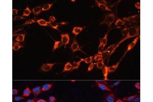 Immunofluorescence analysis of NIH/3T3 cells using SLC25A24 Polyclonal Antibody at dilution of 1:100. (SLC25A24 Antikörper)