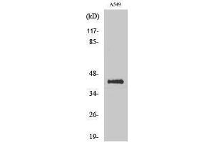 Western Blotting (WB) image for anti-Flotillin 2 (FLOT2) (Internal Region) antibody (ABIN3175104) (Flotillin 2 Antikörper  (Internal Region))