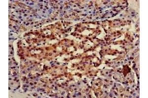 Immunohistochemistry of paraffin-embedded human pancreatic tissue using ABIN7154885 at dilution of 1:100 (Hsc70 Antikörper  (AA 418-597))