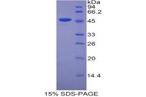 SDS-PAGE analysis of Mouse Lipocalin 4 Protein. (Lipocalin 4 (LCN4) Protein)