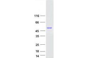 Western Blotting (WB) image for Family with Sequence Similarity 107, Member B (FAM107B) protein (Myc-DYKDDDDK Tag) (ABIN2720726)