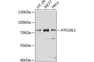 Western blot analysis of extracts of various cell lines, using L1 antibody (ABIN6134555, ABIN6137248, ABIN6137250 and ABIN6215529) at 1:1000 dilution. (ATG16L1 Antikörper  (AA 200-300))
