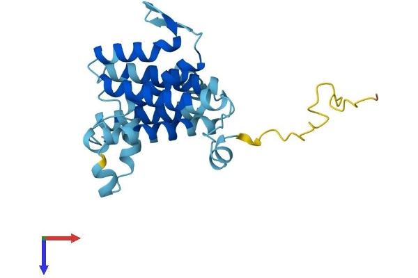 Der1-Like Domain Family, Member 2 (DERL2) (AA 1-239) protein (His tag)