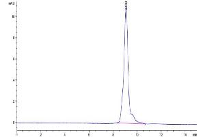 The purity of Human IL-10 is greater than 95 % as determined by SEC-HPLC. (IL-10 Protein (AA 19-178))