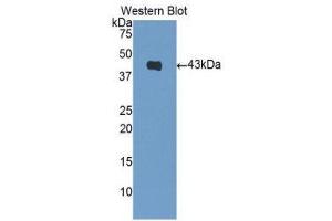 Western Blotting (WB) image for anti-Brain Natriuretic Peptide (BNP) (AA 27-121) antibody (ABIN1858165) (BNP Antikörper  (AA 27-121))