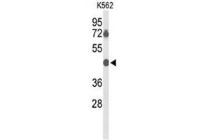 Western blot analysis of BTBD10 Antibody (Center) in K562 cell line lysates (35µg/lane). (BTBD10 Antikörper  (Middle Region))