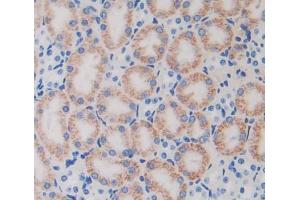 IHC-P analysis of kidney tissue, with DAB staining. (TUFT1 Antikörper  (AA 1-390))