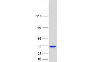 Western Blotting (WB) image for Inositol(myo)-1(or 4)-Monophosphatase 2 (IMPA2) protein (Myc-DYKDDDDK Tag) (ABIN2723461)