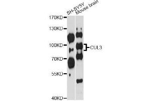 Western blot analysis of extracts of various cell lines, using CUL3 antibody (ABIN5970436) at 1/1000 dilution. (Cullin 3 Antikörper)