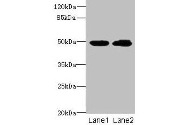 HNRNPH1 Antikörper  (AA 2-449)