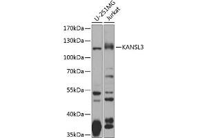 Western blot analysis of extracts of various cell lines, using K antibody (ABIN6133332, ABIN6142681, ABIN6142682 and ABIN6224253) at 1:1000 dilution. (KANSL3 Antikörper  (AA 1-200))