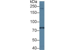 Western Blotting (WB) image for anti-Phosphatidylinositol 4-Kinase, Catalytic, alpha (PI4KA) (AA 1-300) antibody (ABIN7444025)