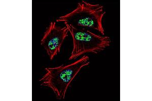 Fluorescent confocal image of  cell stained with PROX1 Antibody (C-term) (ABIN388776 and ABIN2839111). (PROX1 Antikörper  (C-Term))