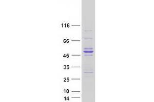 Validation with Western Blot (Smooth Muscle Actin Protein (Transcript Variant 1) (Myc-DYKDDDDK Tag))