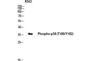 Western Blot (WB) analysis of K562 lysis using Phospho-p38 (T180/Y182) antibody. (MAPK14 Antikörper  (pThr180, pTyr182))