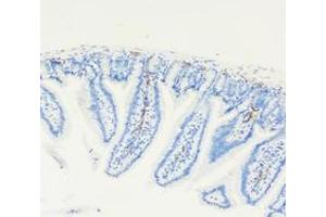 Immunohistochemistry analysis of paraffin-embedded mouse small intestine using LYVE1 (ABIN7074520) at dilution of 1: 4000 (LYVE1 Antikörper)