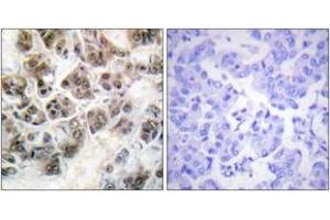 Immunohistochemistry analysis of paraffin-embedded human brain, using Histone H3. (Histone H3.3 Antikörper  (AA 16-65))