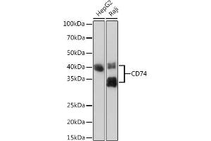 Western blot analysis of extracts of various cell lines, using CD74 Rabbit mAb (ABIN7267759) at 1:1000 dilution. (CD74 Antikörper)