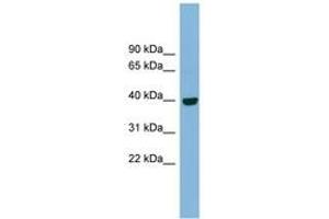 Image no. 1 for anti-Inositol Monophosphatase Domain Containing 1 (IMPAD1) (AA 71-120) antibody (ABIN6742030)