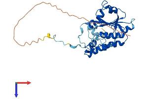 AlphaFold protein structure predicition of Human Recombinant DTWD2 Protein, UniprotID Q8NBA8