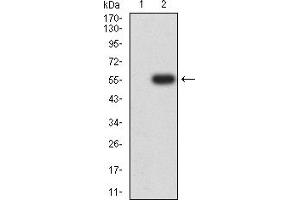 Western blot analysis using CHRNA5 mAb against HEK293 (1) and CHRNA5 (AA: 23-254)-hIgGFc transfected HEK293 (2) cell lysate.