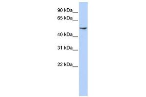 Dynactin 2 antibody used at 1 ug/ml to detect target protein. (Dynamitin Antikörper)