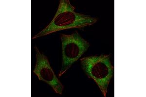 Immunofluorescence (IF) image for anti-MOB Kinase Activator 1B (MOB1B) antibody (ABIN3002948) (MOBKL1A Antikörper)