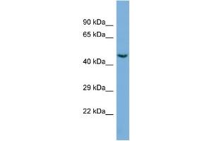 Western Blotting (WB) image for anti-Cyclin-Dependent Kinase 19 (CDK19) (C-Term) antibody (ABIN2786077) (CDK19 Antikörper  (C-Term))