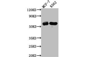 Western Blot Positive WB detected in: MCF-7 whole cell lysate, K562 whole cell lysate All lanes: HDAC2 antibody at 1:1000 Secondary Goat polyclonal to rabbit IgG at 1/50000 dilution Predicted band size: 56, 52 kDa Observed band size: 60 kDa (Rekombinanter HDAC2 Antikörper)
