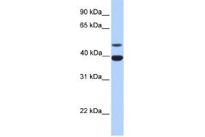 WB Suggested Anti-INHA Antibody Titration: 0. (Inhibin alpha Antikörper  (N-Term))