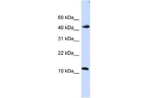 WB Suggested Anti-APOBEC3F Antibody Titration:  0. (APOBEC3F Antikörper  (C-Term))