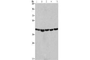 Western Blotting (WB) image for anti-Ribosomal Protein SA (RPSA) antibody (ABIN2428409) (RPSA/Laminin Receptor Antikörper)