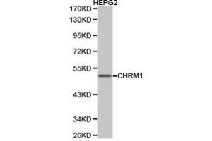 Western Blotting (WB) image for anti-Muscarinic Acetylcholine Receptor M1 (CHRM1) antibody (ABIN1871846) (CHRM1 Antikörper)