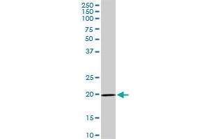 IL17D MaxPab rabbit polyclonal antibody. (IL17D Antikörper  (AA 1-202))