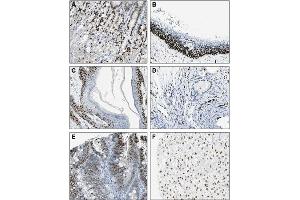 Immunohistochemical staining of endogenous human IL-33 in different human tissues (paraffin sections) using MAb to IL-33 (Nessy-1) . (IL-33 Antikörper  (AA 112-270))