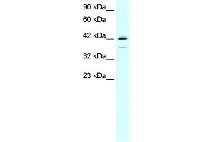 WB Suggested Anti-LHX1 Antibody Titration:  0. (LHX1 Antikörper  (C-Term))