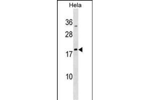 MRPL48 Antibody (N-term) (ABIN1539290 and ABIN2850175) western blot analysis in Hela cell line lysates (35 μg/lane). (MRPL48 Antikörper  (N-Term))