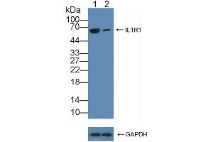 Western Blotting (WB) image for anti-Interleukin 1 Receptor, Type I (IL1R1) (AA 21-109) antibody (ABIN7430735)