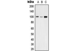 Western blot analysis of VAV2 expression in A431 (A), THP1 (B), NIH3T3 (C) whole cell lysates. (VAV2 Antikörper  (N-Term))