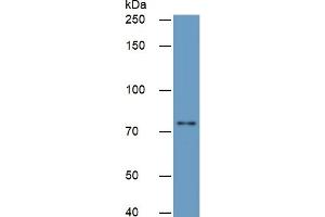 Rabbit Detection antibody from the kit in WB with Positive Control:  Sample Human liver lysate.