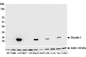 Western Blotting (WB) image for anti-Claudin 1 (CLDN1) (C-Term) antibody (ABIN7453966)