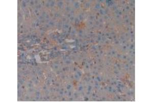 IHC-P analysis of Rat Liver Tissue, with DAB staining. (Complement Factor H Antikörper  (AA 975-1217))
