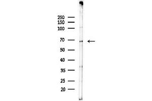 anti-Chaperonin Containing TCP1, Subunit 5 (Epsilon) (CCT5) (Internal Region) antibody